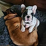 adult_dog, black_and_white, blanket, brown_dog, collar, companion_animals, couch, cute, dog, french_bulldog, home, indoors, lying_down, pet, portrait, puppy, rug, sitting, sleeping, white_dog