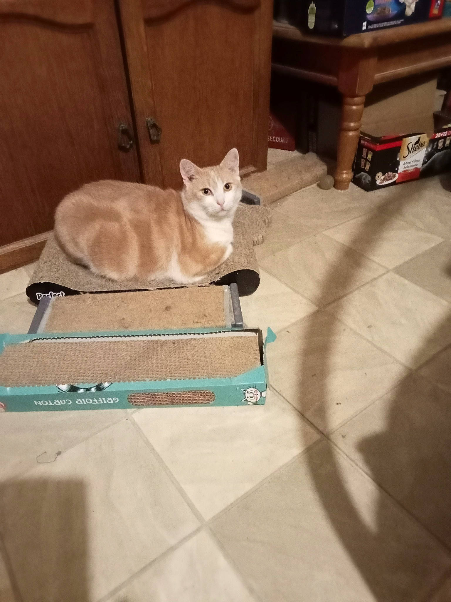 Goupix participe au concours pour gagner de l'argent avec cette photo : box, carnivore, cat, chair, comfort, domestic_short_haired_cat, fawn, felidae, floor, flooring, fur, hardwood, linens, luggage_and_bags, paw, room, small_to_medium_sized_cats, tail, whiskers, wood