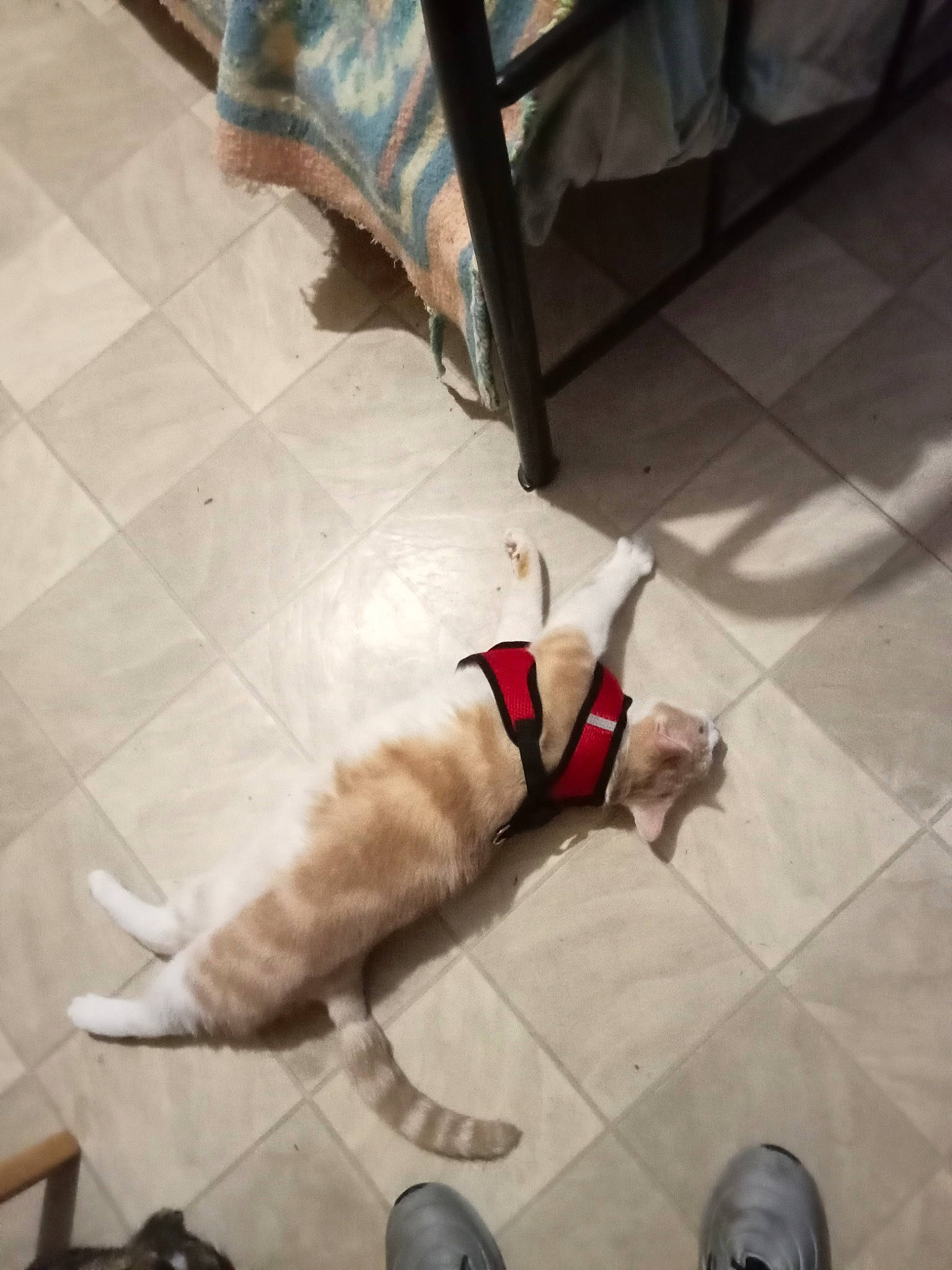 Goupix a rejoint le concours — aidez-le/la à gagner de superbes lots ! carnivore, collar, companion_dog, dog, dog_breed, dog_collar, dog_supply, fawn, floor, flooring, fur, hardwood, leash, pet_supply, shoe, small_to_medium_sized_cats, snout, tail, wood, working_animal