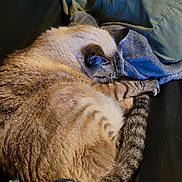 Meeko joined the competition — help win amazing prizes! cat, sleeping, fluffy, curled_up, blanket, cozy, resting, fur, striped, tail, indoor, pet, animal, relaxed, cute, soft, comfortable, nap, feline, domestic_cat