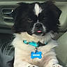 Cocho is registered to the contest to win money with this photo: black_and_white, bone_tag, car, close_up, collar, cute, dog, fluffy, front_view, fur, indoor, name_tag, paws, pet, portrait, sitting, small_dog, tongue_out, turquoise, vehicle_interior