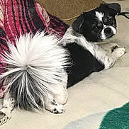 Cocho joined the competition — help win amazing prizes! animal, bed, bedroom, black_and_white, blanket, cozy, cute, dog, ears, face, fluffy_tail, home, indoors, long_hair, lying_down, paws, pet, relaxed, small_dog, tail