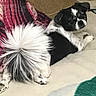 animal, bed, bedroom, black_and_white, blanket, cozy, cute, dog, ears, face, fluffy_tail, home, indoors, long_hair, lying_down, paws, pet, relaxed, small_dog, tail