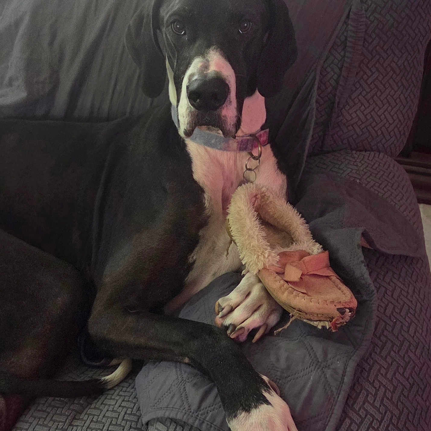 Gypsy The Great Dane joined the competition — help win amazing prizes! dog, great_dane, slipper, couch, pet, indoor, black_and_white, animal, paws, collar, furniture, relaxed, domestic, mammal, resting, cute, companion, household, cozy, portrait