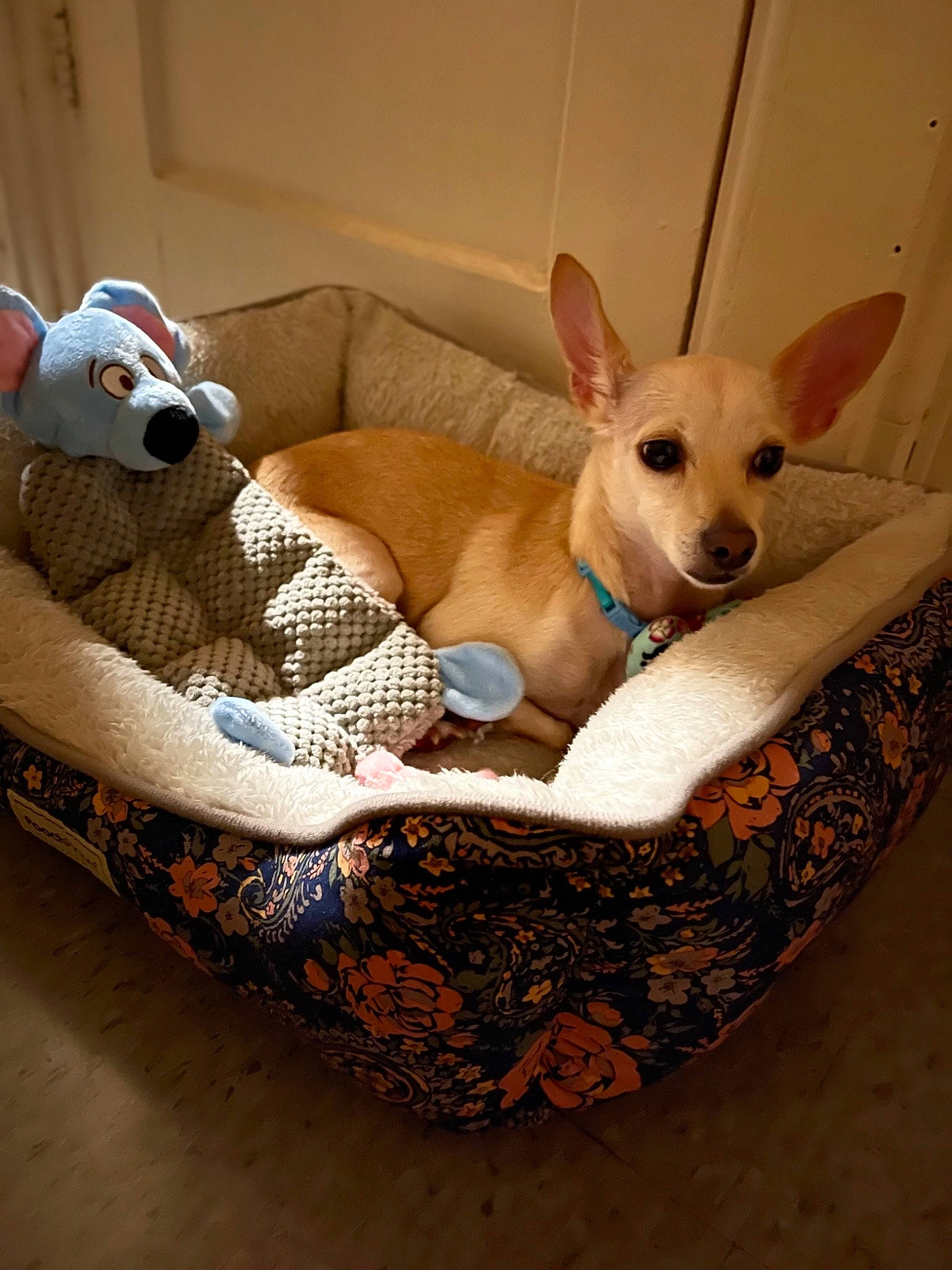 Roo is registered to the contest to win money with this photo: canidae, carnivore, chair, comfort, companion_dog, couch, dog, dog_bed, dog_breed, dog_supply, fawn, linens, mammal, pet_supply, sofa_bed, sporting_group, toy, toy_dog, wicker, working_animal