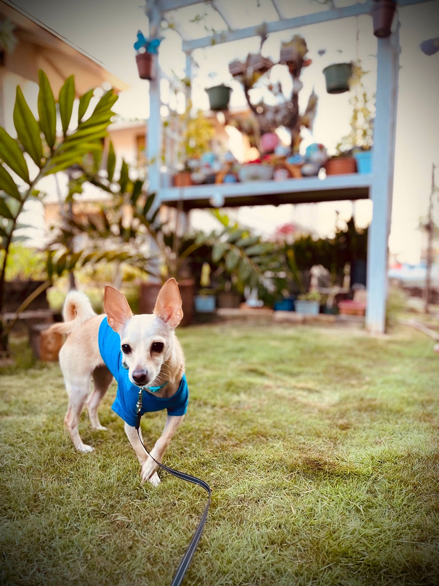 Roo joined the competition — help win amazing prizes! canidae, carnivore, companion_dog, dog, dog_breed, electric_blue, fawn, flooring, fun, grass, leisure, plant, puppy, sitting, snout, sporting_group, tail, terrier, toy_dog, working_animal