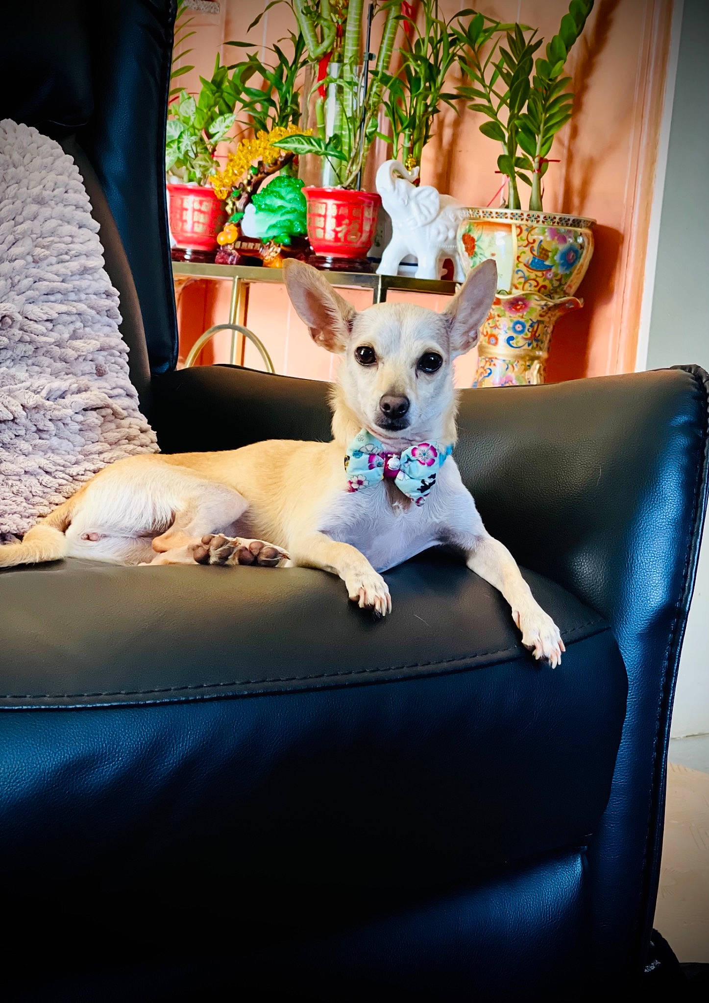 Roo is registered to the contest to win money with this photo: carnivore, chair, comfort, companion_dog, couch, dog, dog_breed, dog_supply, fawn, flowerpot, furniture, houseplant, interior_design, living_room, mammal, picture_frame, pillow, plant, table, tail