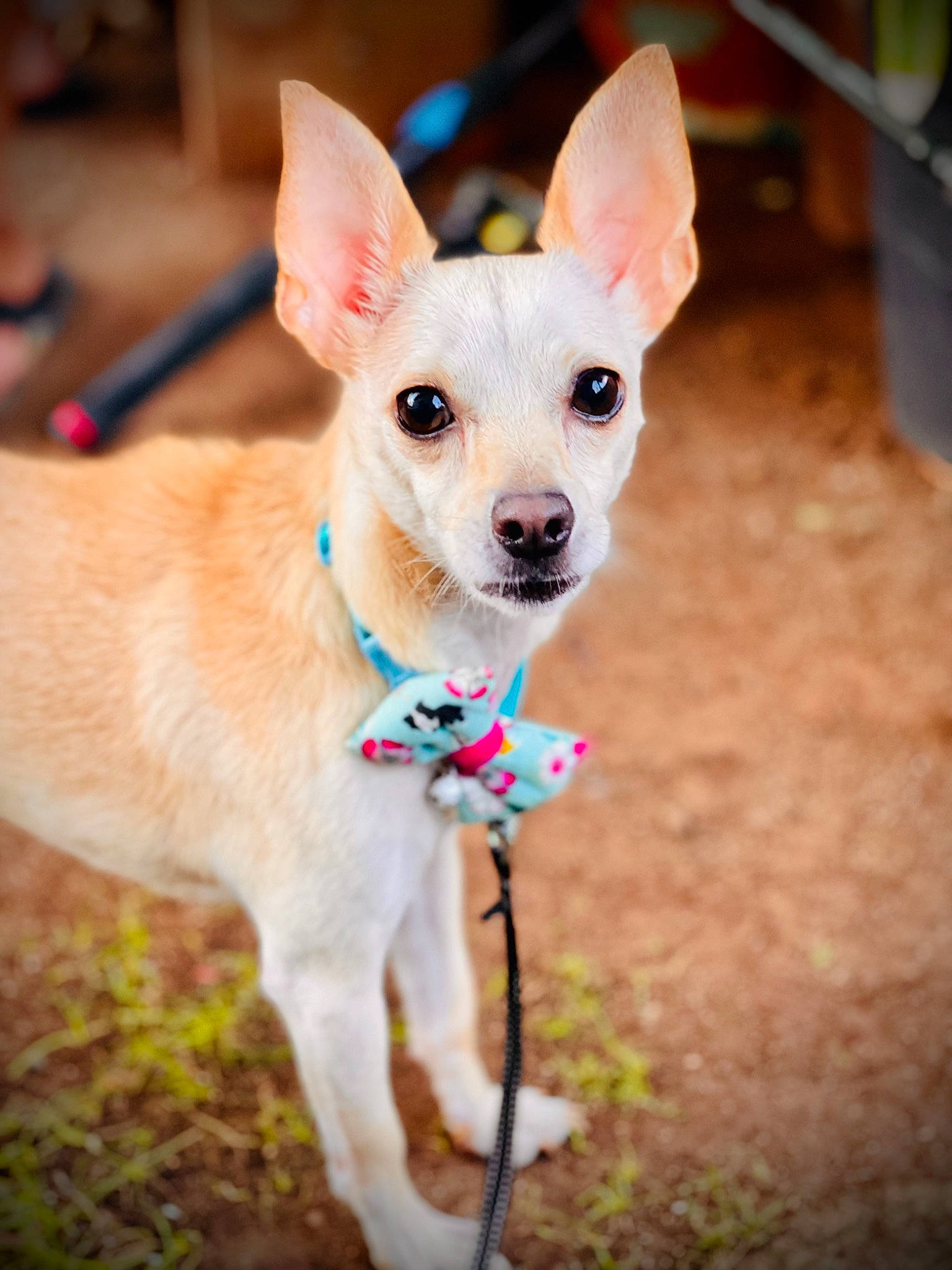 Roo is registered to the contest to win money with this photo: canidae, carnivore, collar, companion_dog, corgi_chihuahua, dog, dog_breed, dog_supply, fawn, fur, happy, paw, plant, snout, sporting_group, tail, terrestrial_animal, toy_dog, whiskers, working_animal