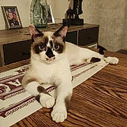 Chanel participe au concours pour gagner de l'argent avec cette photo : animal, architecture, building, diningroom, diningtable, furniture, hardwood, indoors, interiordesign, jar, photoframe, plant, planter, pottedplant, pottery, room, stainedwood, table, vase, wood