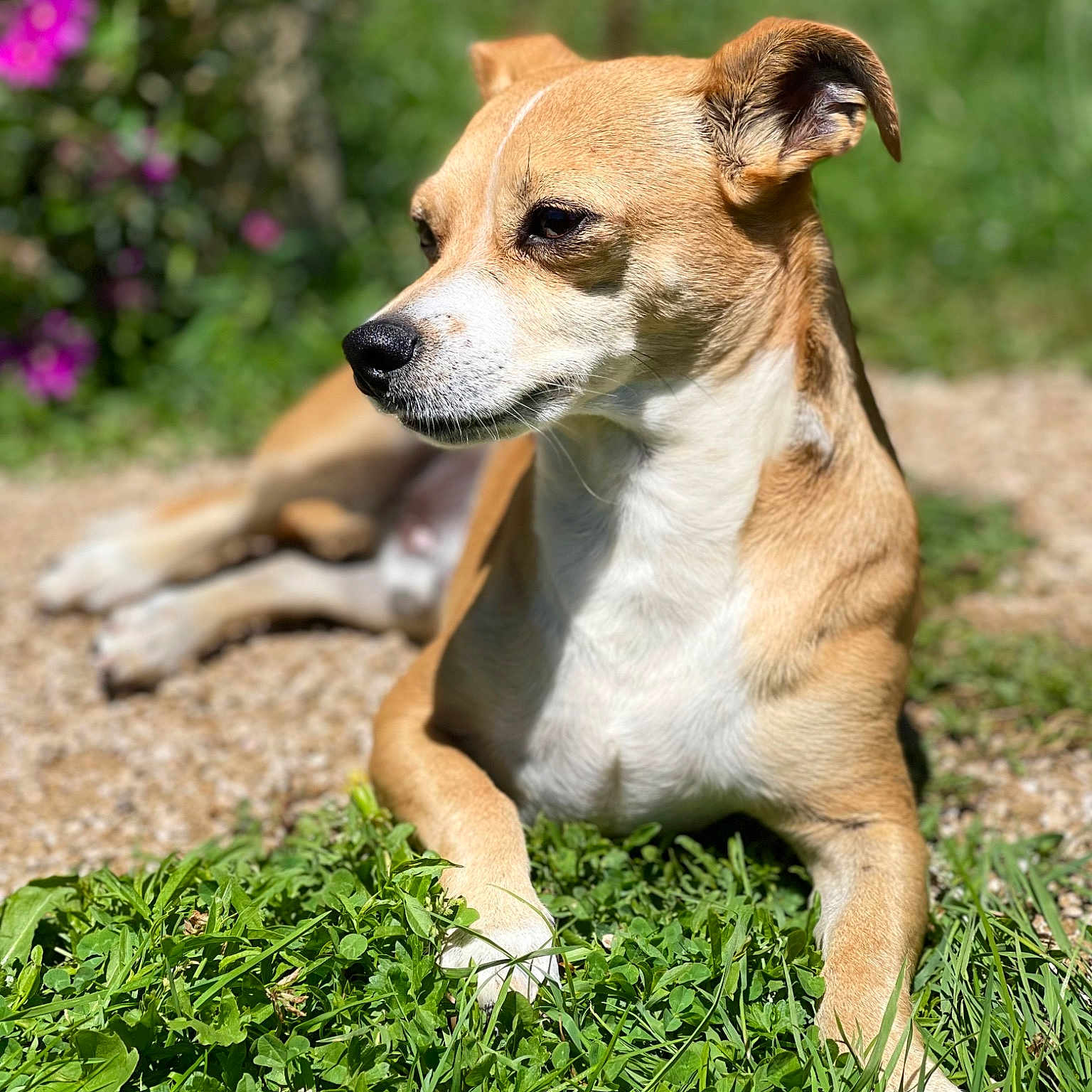 Chico