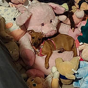 Chula joined the competition — help win amazing prizes! dog, stuffed_animal, plush, pink, brown, toy, animal, pet, harness, cute, cozy, indoor, soft, collection, pile, relaxing, comfort, face, ears, lying_down
