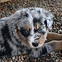 puppy, dog, fur, blue_eyes, pebbles, outdoor, animal, pet, cute, lying_down, close_up, young, adorable, black_and_white, tan, water_bowl, small_rocks, curious, fluffy, face