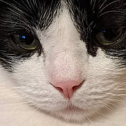 Sam a rejoint le concours — aidez-le/la à gagner de superbes lots ! animal, black_and_white, cat, close_up, cute, detail, eyes, face, feline, fur, indoor, macro, muzzle, nose, pet, pink_nose, portrait, soft_light, whisker, whiskers