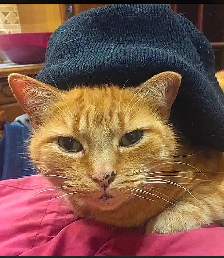 Pilou a rejoint le concours — aidez-le/la à gagner de superbes lots ! carnivore, cat, cat_supply, claw, comfort, domestic_short_haired_cat, ear, eye, fawn, felidae, fur, lap, paw, sitting, small_to_medium_sized_cats, snout, tail, whiskers