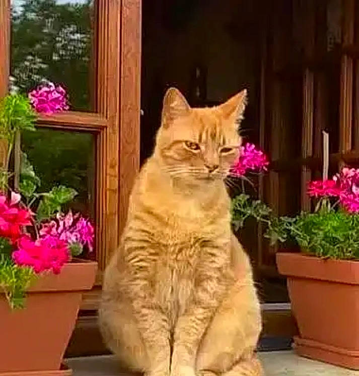 Pilou participe au concours pour gagner de l'argent avec cette photo : annual_plant, carnivore, cat, domestic_short_haired_cat, fawn, felidae, flower, flowerpot, fur, grass, houseplant, petal, plant, shrub, small_to_medium_sized_cats, snout, tail, whiskers, window, wood