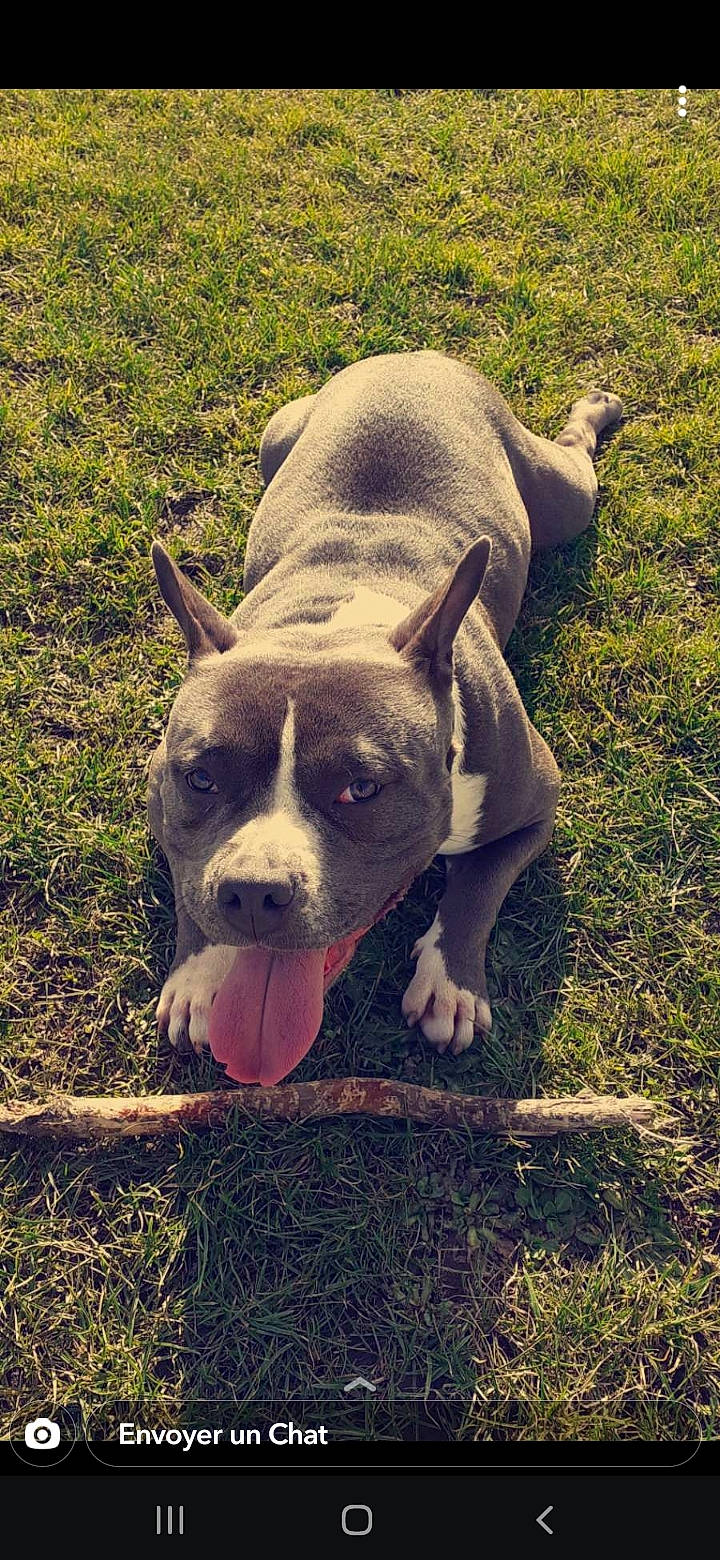 Sarah a rejoint le concours — aidez-le/la à gagner de superbes lots ! canidae, carnivore, companion_dog, dog, dog_breed, fawn, grass, grassland, jaw, livestock, pasture, plant, snout, soil, sporting_group, suidae, terrestrial_animal, whiskers, wildlife, working_animal