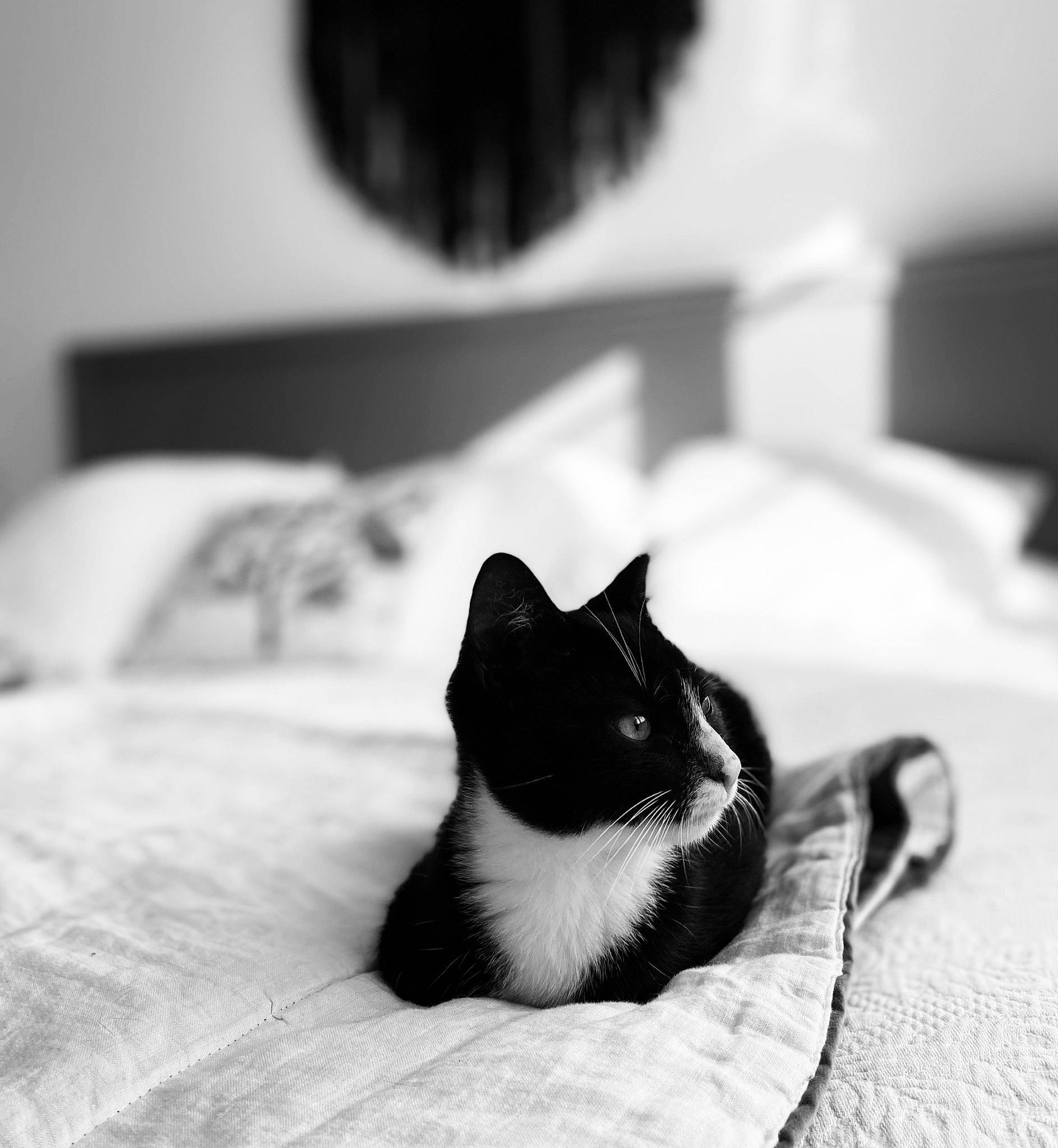 Moon a rejoint le concours — aidez-le/la à gagner de superbes lots ! black, black_and_white, black_cat, carnivore, cat, close_up, comfort, domestic_short_haired_cat, felidae, grey, monochrome, monochrome_photography, small_to_medium_sized_cats, snout, style, tail, tints_and_shades, whiskers, white, wood