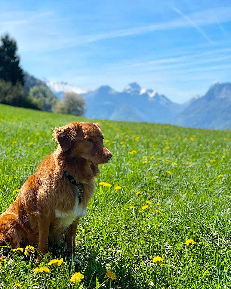 Shany participe au concours pour gagner de l'argent avec cette photo : carnivore, cloud, companion_dog, dog, dog_breed, fawn, flower, grass, grassland, green, happy, landscape, meadow, mountain, natural_landscape, people_in_nature, plant, prairie, sky, tree