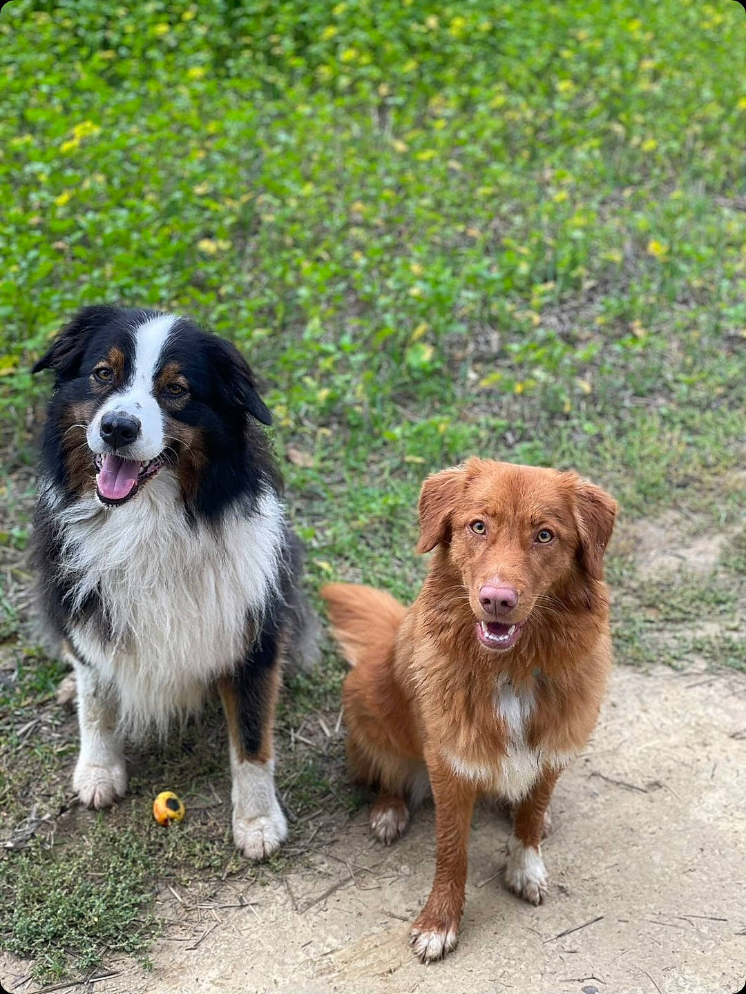 Shany a rejoint le concours — aidez-le/la à gagner de superbes lots ! ancient_dog_breeds, border_collie, canidae, carnivore, companion_dog, dog, dog_breed, grass, gun_dog, herding_dog, liver, plant, sporting_group, working_animal, working_dog