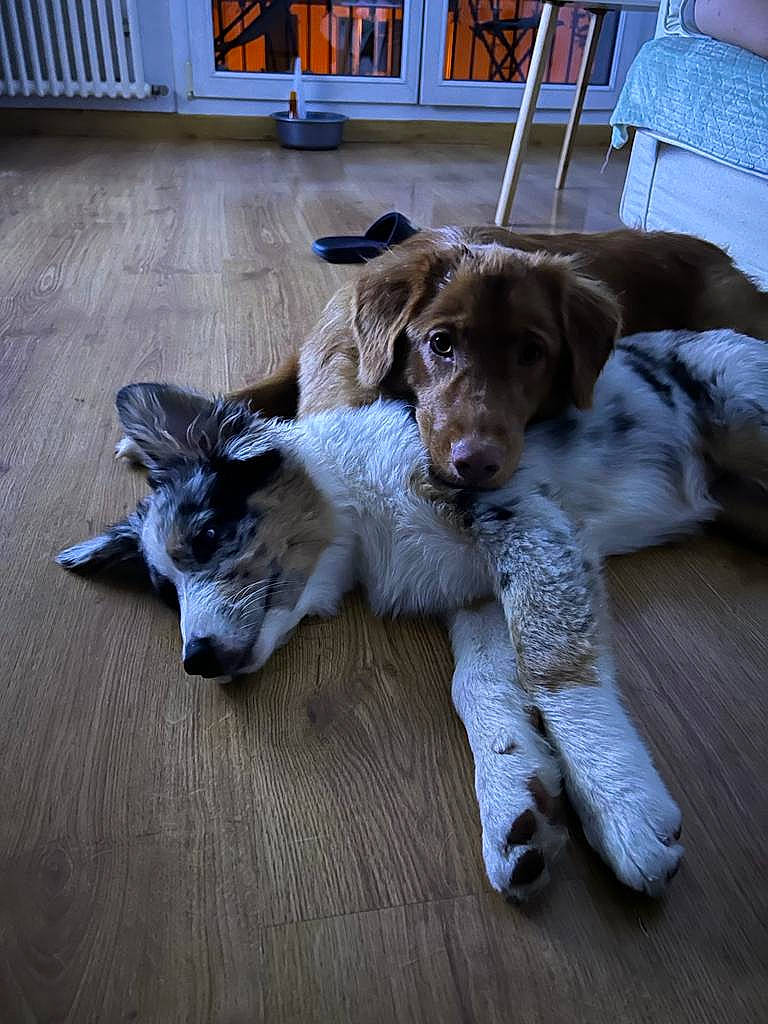 Shany a rejoint le concours — aidez-le/la à gagner de superbes lots ! canidae, carnivore, chair, companion_dog, dog, dog_breed, floor, flooring, fur, hardwood, porch, snout, sporting_group, tail, terrestrial_animal, wood, wood_flooring, working_animal