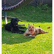 éros participe au concours pour gagner de l'argent avec cette photo : animal, backyard, black_dog, canine, daytime, dog, grass, hammock, happy, nature, outdoor, pet, playful, relaxing, resting, summer, sunlight, tan_dog, tongue_out, toys