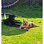 animal, backyard, black_dog, canine, daytime, dog, grass, hammock, happy, nature, outdoor, pet, playful, relaxing, resting, summer, sunlight, tan_dog, tongue_out, toys
