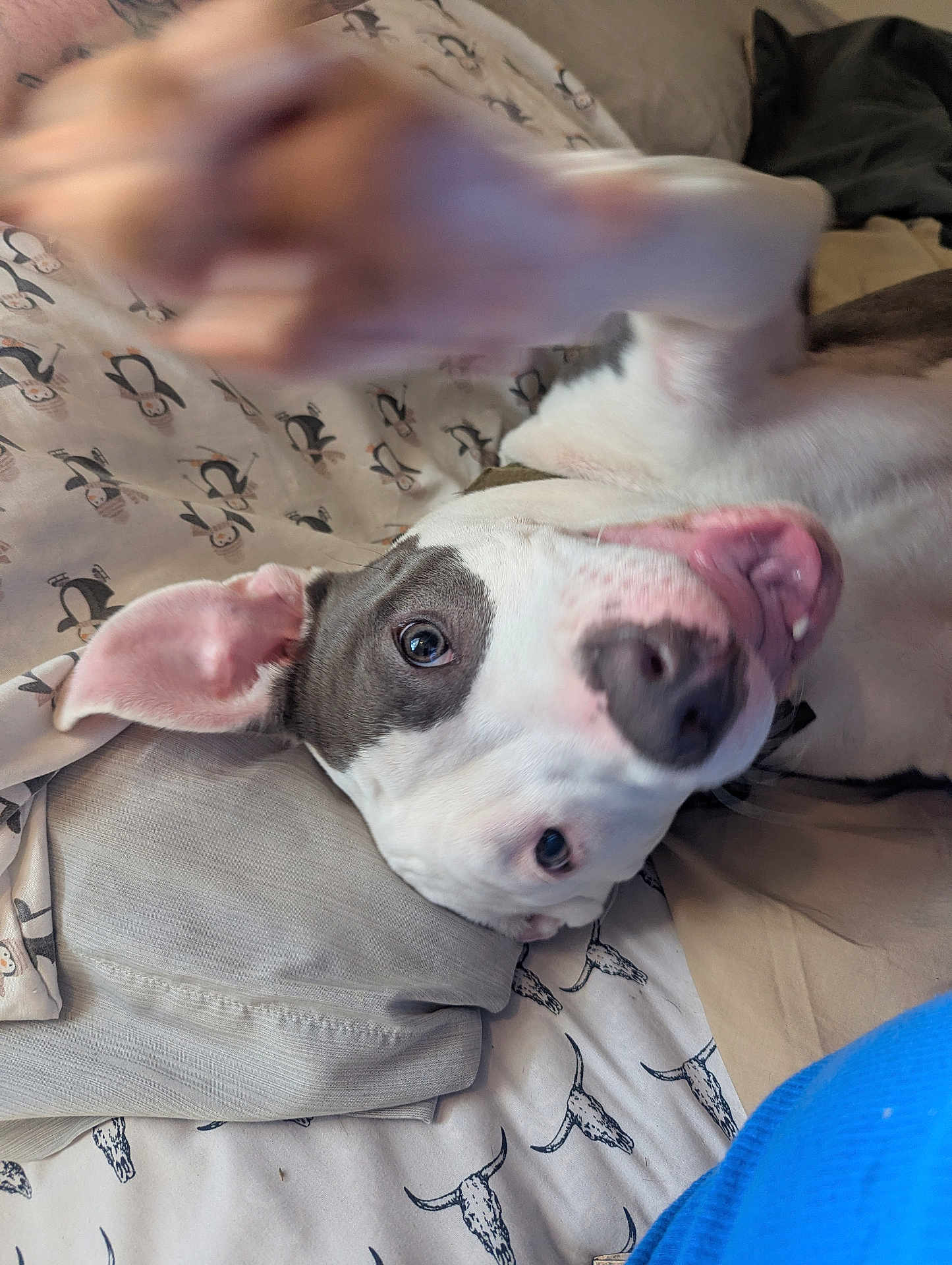 Pinky joined the competition — help win amazing prizes! dog, puppy, pitbull, close_up, tongue_out, playful, paw, ear, nose, bed, pillow, blanket, sheet_penguin_pattern, longhorn_pattern, indoor, human_arm, motion_blur, white_coat, gray_patch, eye_contact