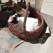 Olympie a rejoint le concours — aidez-le/la à gagner de superbes lots ! cat, basket, wicker, broom, shoe, concrete_floor, sunlight, black_and_white, outdoor, pet, resting, feline, fur, shadow, texture, wall, clutter, quiet, daylight, cozy