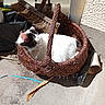 cat, basket, wicker, broom, shoe, concrete_floor, sunlight, black_and_white, outdoor, pet, resting, feline, fur, shadow, texture, wall, clutter, quiet, daylight, cozy