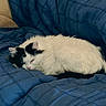 Olympie participe au concours pour gagner de l'argent avec cette photo : cat, fluffy, white, black_patches, sleepy, bed, blanket, blue_blanket, cozy, resting, pet, feline, animal, indoor, domestic, fur, cute, relaxed, comfort, soft