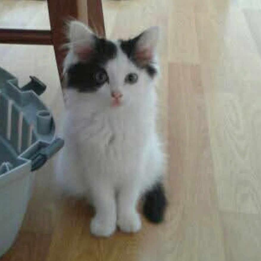 Olympie participe au concours pour gagner de l'argent avec cette photo : kitten, cat, black_and_white, floor, wooden_floor, indoor, furniture_leg, plastic_object, pet, animal, cute, small, fur, whiskers, ears, sitting, looking, domestic, young, curious