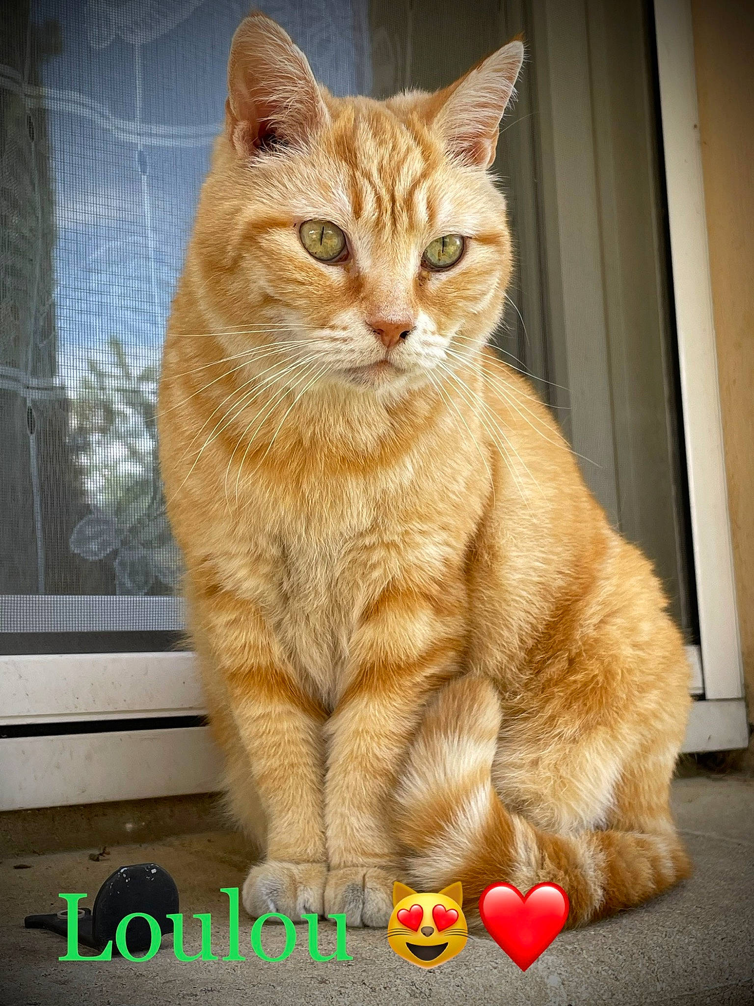 Loulou participe au concours pour gagner de l'argent avec cette photo : carnivore, cat, claw, domestic_short_haired_cat, event, fawn, felidae, fur, paw, photo_caption, sitting, small_to_medium_sized_cats, snout, tail, terrestrial_animal, whiskers, wildlife, window, wood