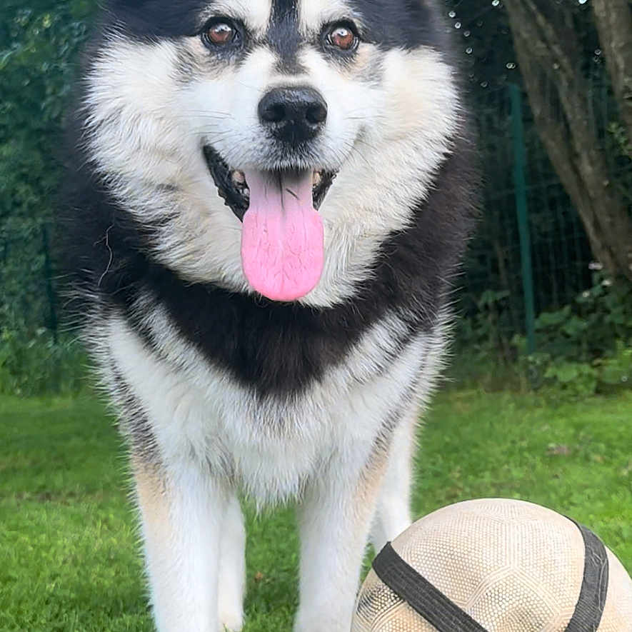 Thorgal