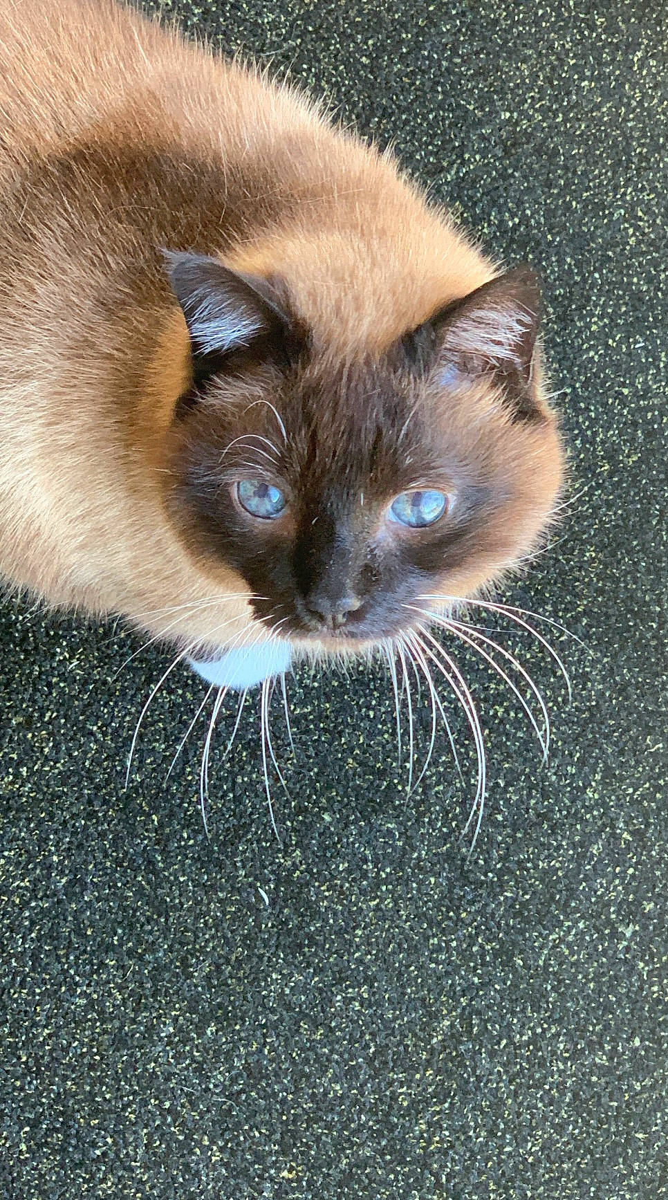 Misty a rejoint le concours — aidez-le/la à gagner de superbes lots ! birman, black, carnivore, cat, close_up, electric_blue, fawn, felidae, fur, iris, siamese, small_to_medium_sized_cats, snout, terrestrial_animal, whiskers