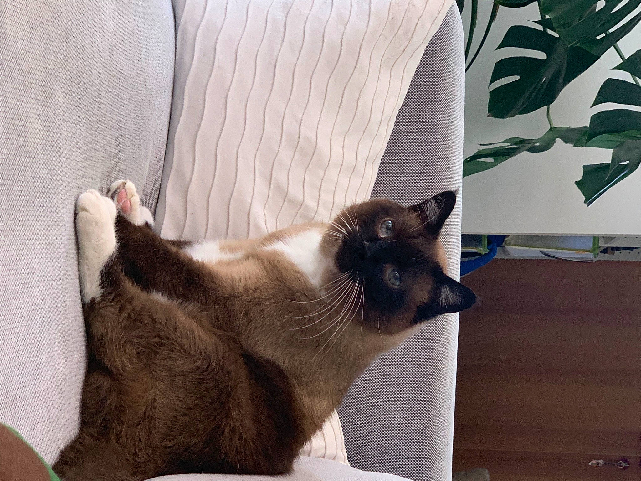 Misty participe au concours pour gagner de l'argent avec cette photo : balinese, birman, carnivore, cat, cat_supply, comfort, domestic_short_haired_cat, fawn, felidae, fur, nap, pet_supply, room, siamese, small_to_medium_sized_cats, snout, tail, thai, whiskers, window