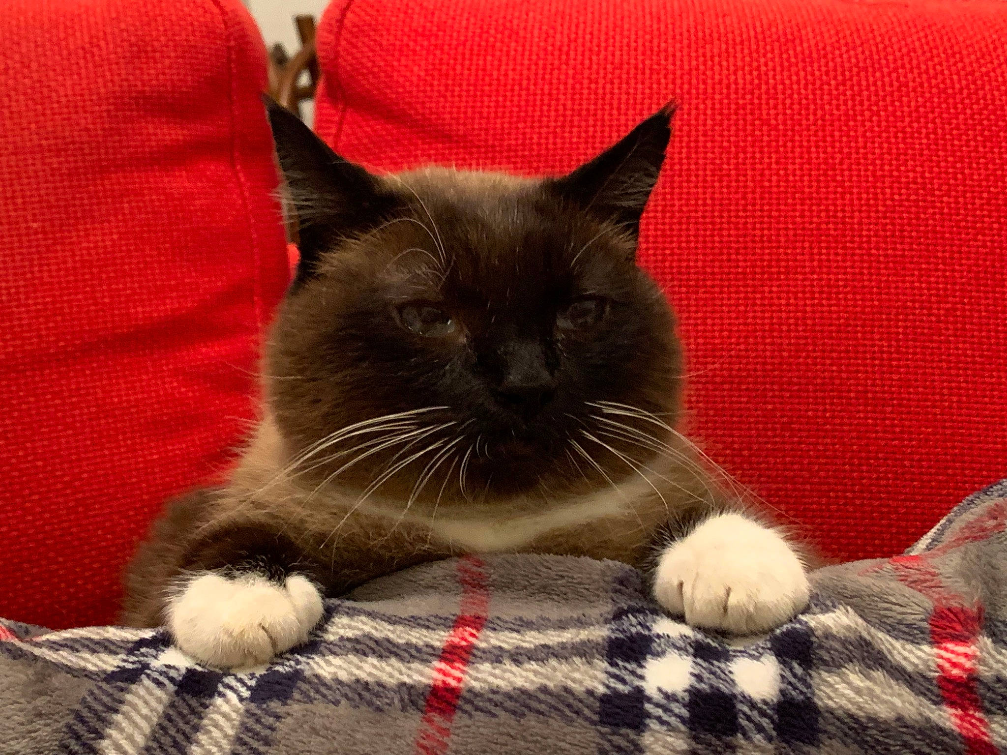 Misty a rejoint le concours — aidez-le/la à gagner de superbes lots ! black_cat, carnivore, cat, cat_supply, claw, comfort, domestic_short_haired_cat, felidae, foot, fur, grey, pattern, paw, plaid, red, small_to_medium_sized_cats, snout, tartan, terrestrial_animal, whiskers