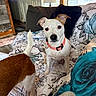 Sophie joined the competition — help win amazing prizes! animal, bedspread, brown_and_white, collar, curious, cushion, dog, domestic, door, floor, floral_pattern, furniture, home, indoor, lamp, pet, resting, sofa, tail, window_blinds