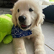 Gaston participe au concours pour gagner de l'argent avec cette photo : animal, ball, canine, couch, cushion, dog, eskimodog, football, furniture, goldenretriever, pet, plant, puppy, soccer, soccerball, sport, tennis, tennisball, terrier, whitedog