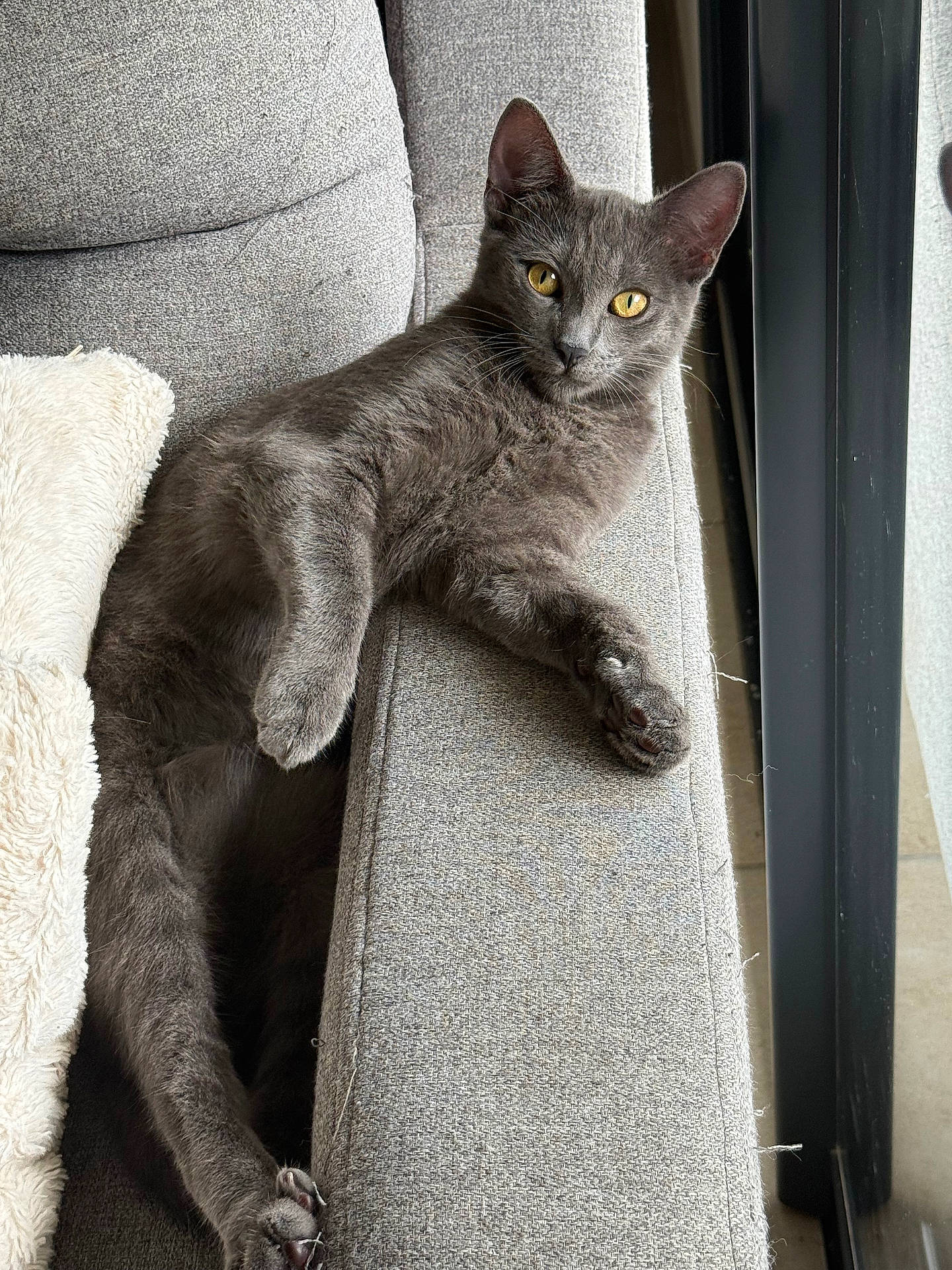 Tyson participe au concours pour gagner de l'argent avec cette photo : cat, couch, cozy, domestic_animal, ear, feline, fur, furniture, gray_cat, indoor, natural_light, paw, pet, pillow, relaxing, resting, sofa, whiskers, window, yellow_eyes