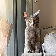Tyson a rejoint le concours — aidez-le/la à gagner de superbes lots ! cat, gray_cat, yellow_eyes, indoor, couch, furniture, window, glass_door, reflection, curious, pet, animal, domestic_cat, sitting, alert, natural_light, home, cozy, closeup, feline