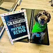 Rye joined the competition — help win amazing prizes! dog, bandana, green_bandana, chalkboard, sign, paw_prints, graduation, physical_rehab, happy, sitting, indoor, wood_floor, mat, black_mat, office_chair, glass_door, smiling_dog, pet, canine, therapy