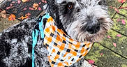 Rye is registered to the contest to win money with this photo: dog, leash, bandana, black_and_white, curly_fur, autumn, leaves, sidewalk, outdoor, plants, fence, pet, canine, closeup, looking_up, cute, animal, walk, fall, nature