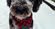 Rye is registered to the contest to win money with this photo: animal, background, bandana, black_and_white, canine, close_up, cold, curious, cute, dog, fence, festive, fur, outdoor, pet, plaid, portrait, snow, snowflakes, winter