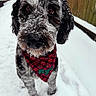 Rye is registered to the contest to win money with this photo: dog, snow, winter, bandana, close_up, outdoor, pet, canine, curious, fur, black_and_white, snowflakes, festive, plaid, portrait, animal, cute, cold, fence, background