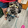 Rye joined the competition — help win amazing prizes! black_nose, blue_leash, casual_clothing, close_up, curly_fur, dog, flip_flops, floor, goggles, gray_fur, human_leg, indoor, leash, person, pet_accessory, pink_handle, playful, red_nail_polish, shorts, wood_floor