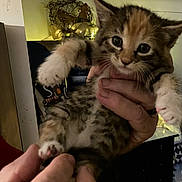Amber Joy joined the competition — help win amazing prizes! kitten, cat, pet, animal, feline, cute, small, indoor, hand, holding, fur, eyes, whiskers, paw, curious, domestic, mammal, young, tabby, cozy