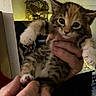 kitten, cat, pet, animal, feline, cute, small, indoor, hand, holding, fur, eyes, whiskers, paw, curious, domestic, mammal, young, tabby, cozy