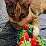 Amber Joy is registered to the contest to win money with this photo: cat, tabby, pet, toy, strawberry, felt, green_leaves, blue_blanket, indoor, closeup, paw, curious, animal, feline, cute, soft_texture, bedroom, playful, colorful, domestic