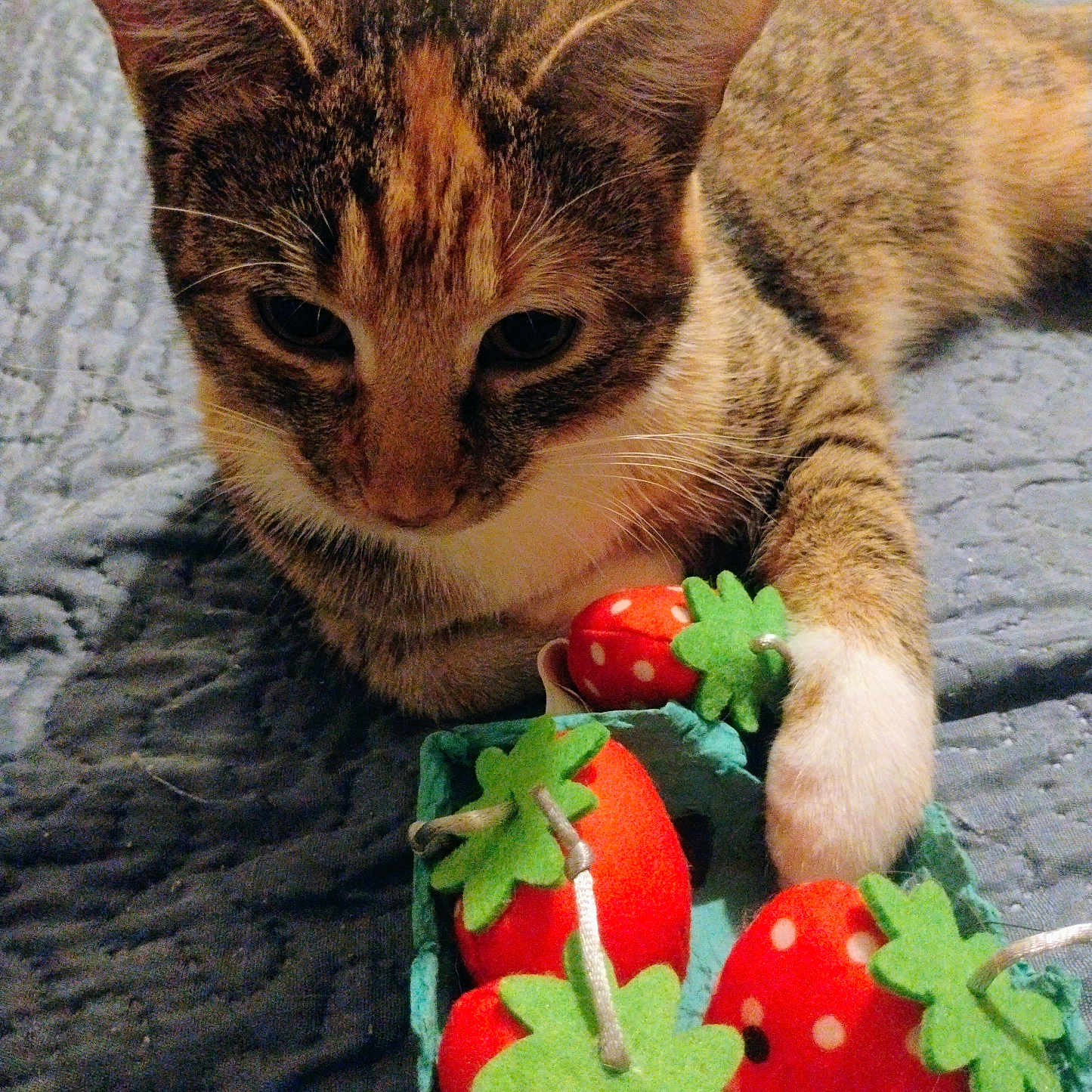 Amber Joy is registered to the contest to win money with this photo: cat, tabby, pet, toy, strawberry, felt, green_leaves, blue_blanket, indoor, closeup, paw, curious, animal, feline, cute, soft_texture, bedroom, playful, colorful, domestic