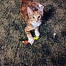Amber Joy is registered to the contest to win money with this photo: kitten, cat, pet, toy, feather, carpet, playful, paws, fur, orange, white, animal, indoor, cute, young, pet_toy, looking_up, whiskers, small, domestic_animal